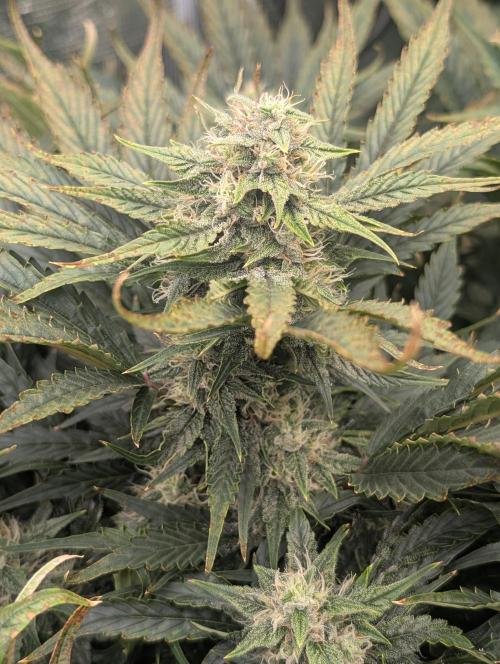 Tasty Blues. Week 7