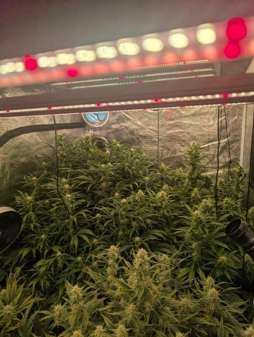 Luke's Going Down. Week 7