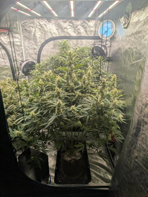 Luke's Going Down. Week 7