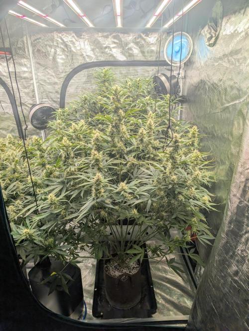 Luke's Going Down. Week 7