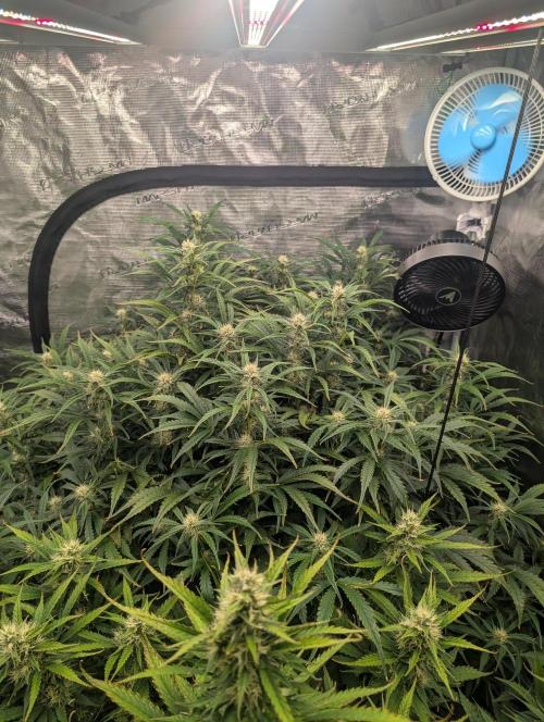 Luke's Going Down. Week 7