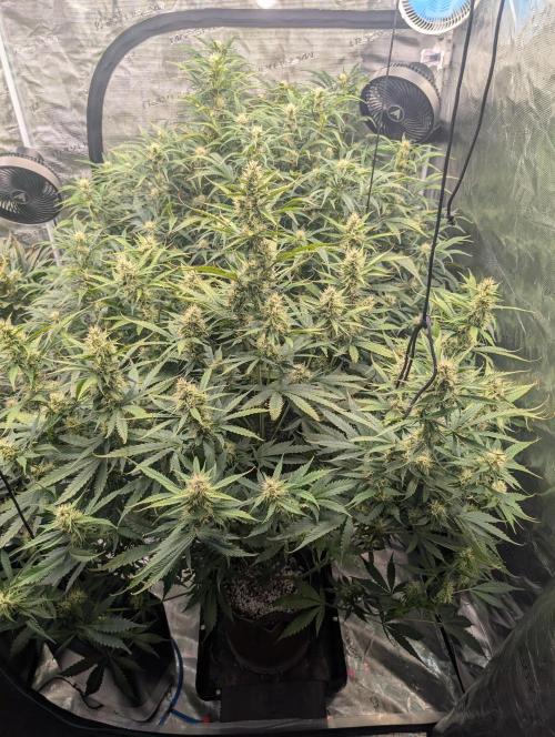 Luke's Going Down. Week 7