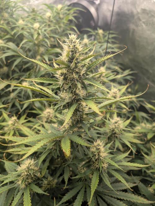Luke's Going Down. Week 7