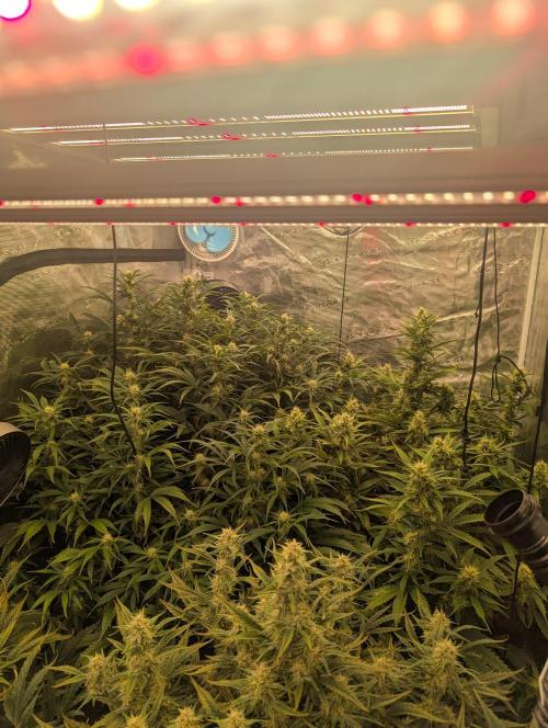 Luke's Going Down. Week 7