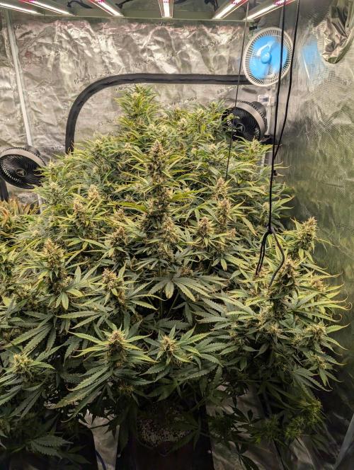Luke's Going Down. Week 8