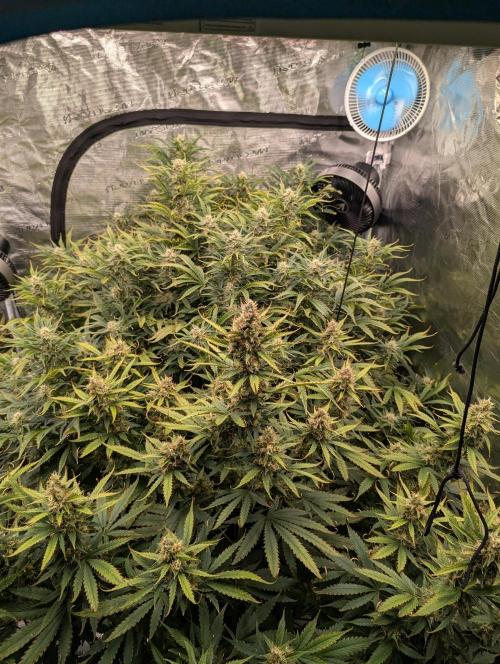 Luke's Going Down. Week 8