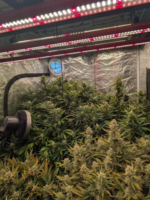 Luke's Going Down. Week 8