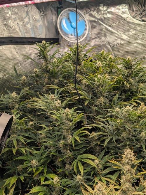 Luke's Going Down. Week 8