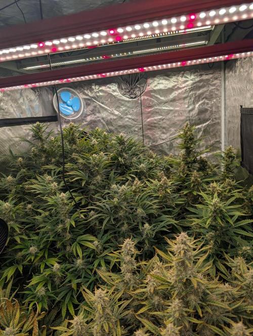 Luke's Going Down. Week 8