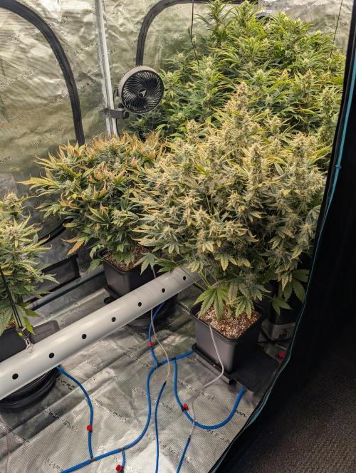 Tasty Blues. Week 8