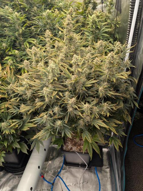 Tasty Blues. Week 8