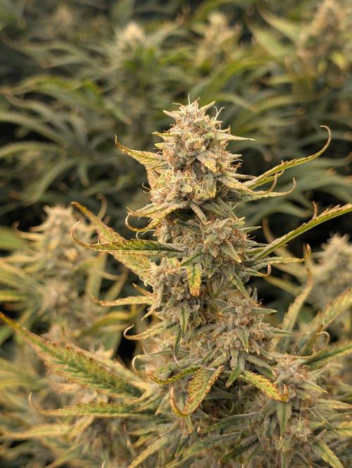 Tasty Blues. Week 8