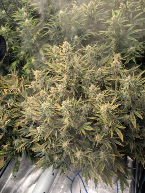 Tasty Blues. Week 8