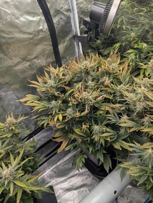 Tasty Blues. Week 8