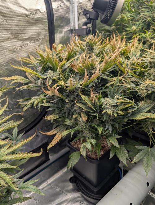 Tasty Blues. Week 8