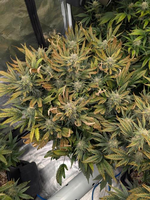 Tasty Blues. Week 8