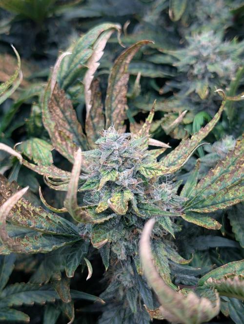 Tasty Blues. Week 8