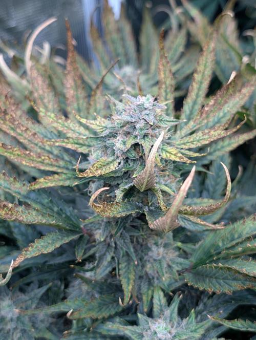 Blueberry Yum Yum. Week 8