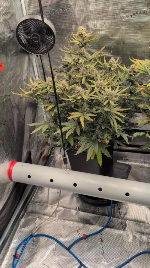 Kushberry Round 2