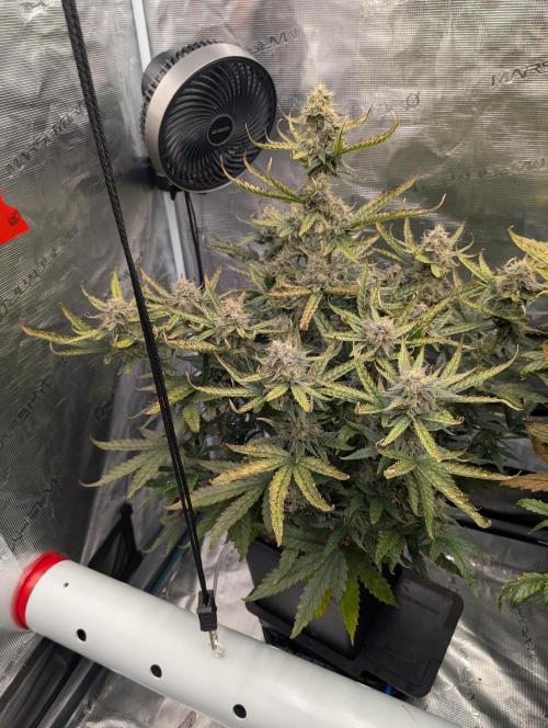 Kushberry Round 2. Week 8