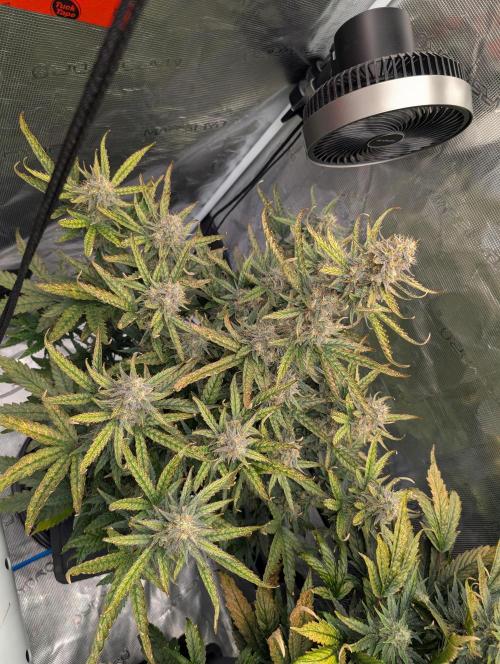 Kushberry Round 2. Week 8
