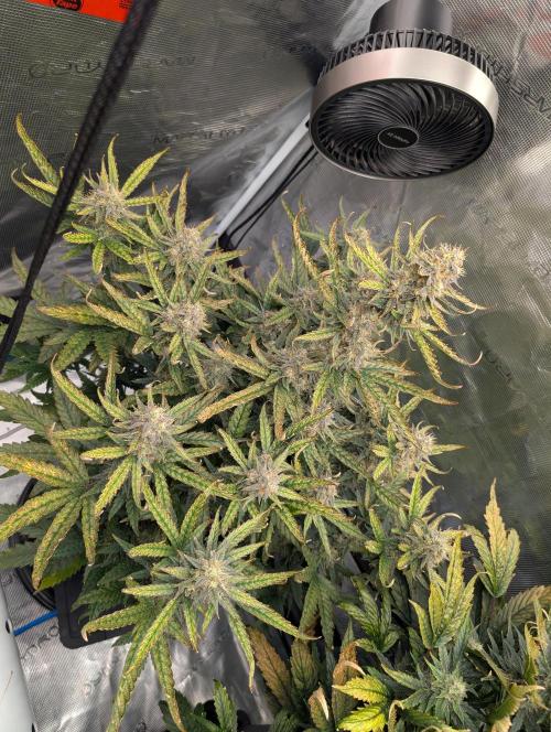 Kushberry Round 2. Week 8