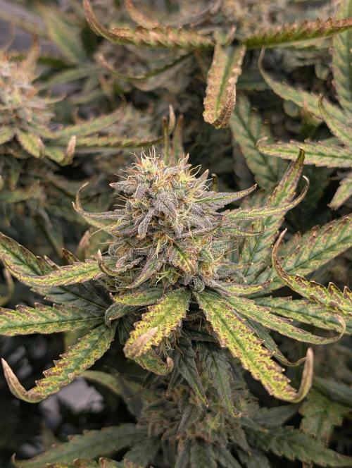 Kushberry Round 2. Week 8