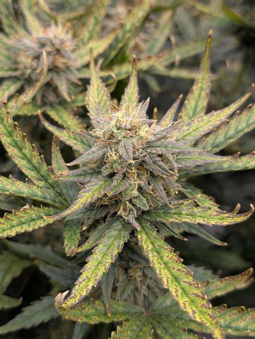 Kushberry Round 2. Week 8