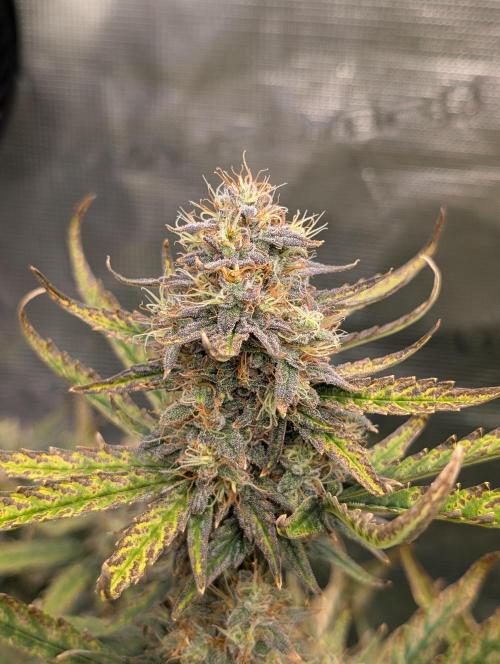 Kushberry Round 2. Week 8
