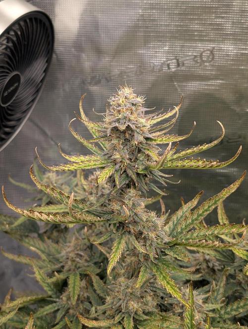 Kushberry . Week 8