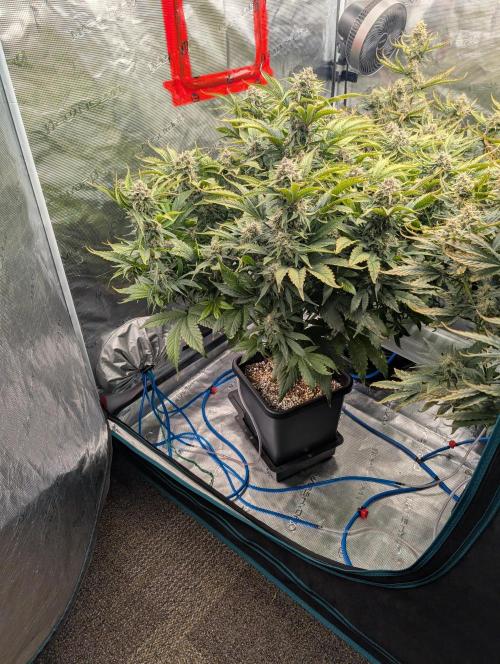 Sad Slimer. Week 8