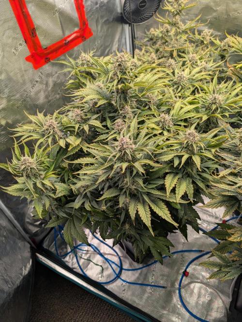 Sad Slimer. Week 8