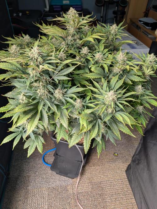 Blueberry Slime. Week 8