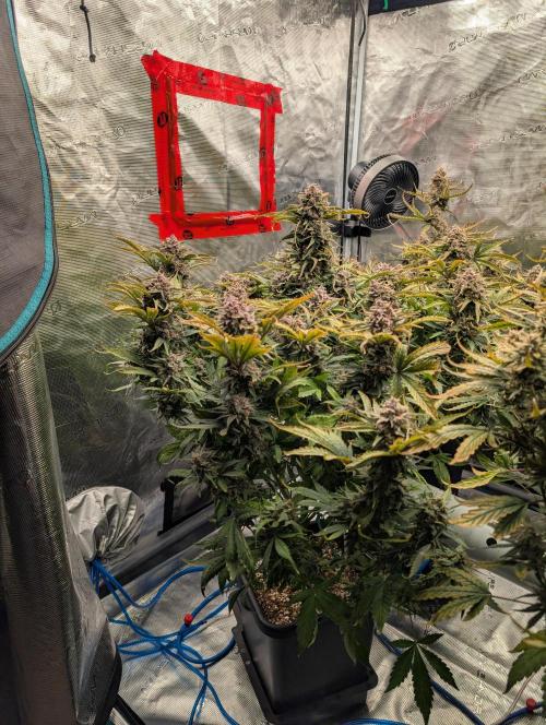 Sad Slimer. Week 9