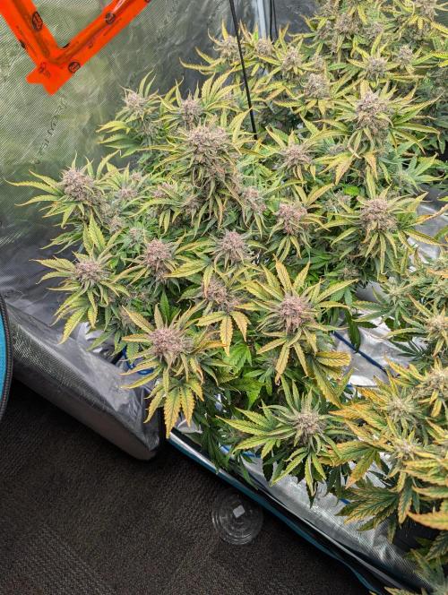 Sad Slimer. Week 9