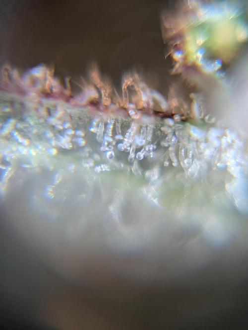 Blueberry Slime. Week 9