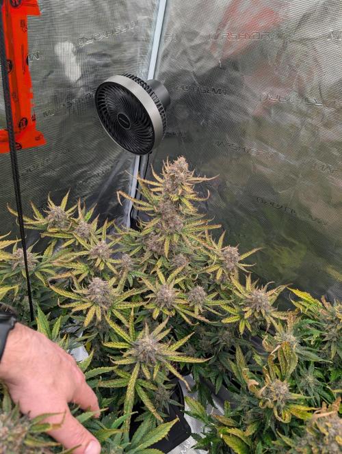 Kushberry Round 2. Week 9