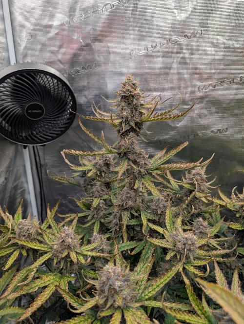 Kushberry Round 2. Week 9