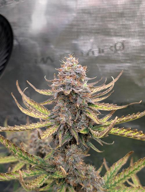 Kushberry Round 2. Week 9