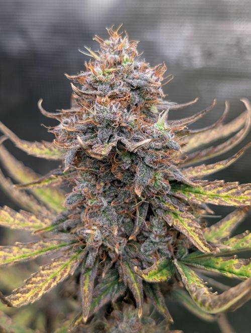 Kushberry Round 2. Week 9