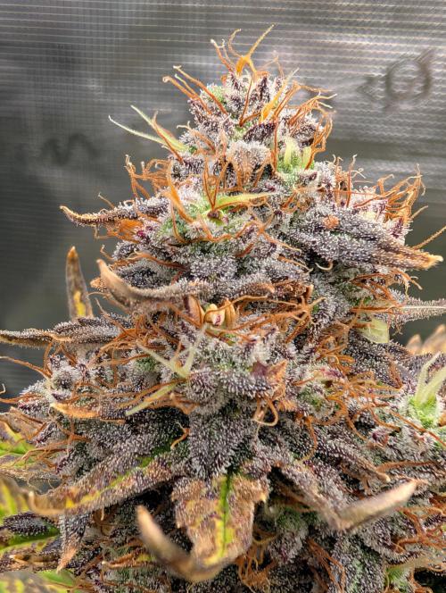 Kushberry Round 2. Week 9