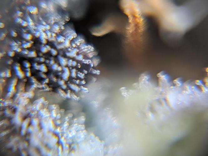 Kushberry Round 2. Week 9