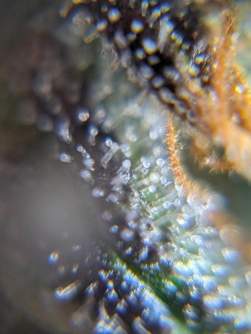 Kushberry . Week 9
