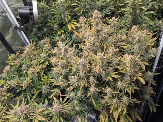 Tasty Blues. Week 9