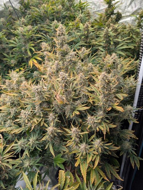 Tasty Blues. Week 9