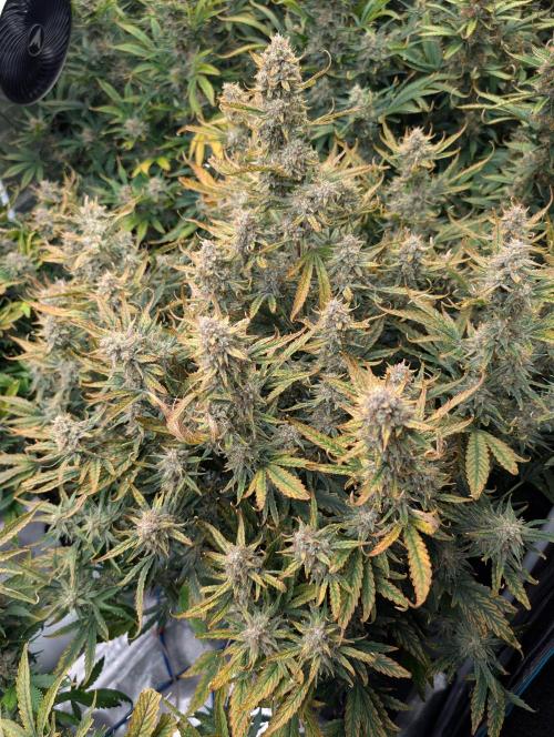 Tasty Blues. Week 9
