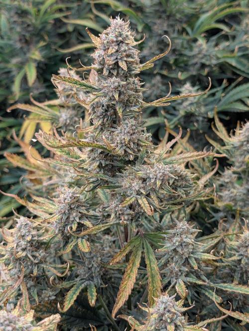 Tasty Blues. Week 9