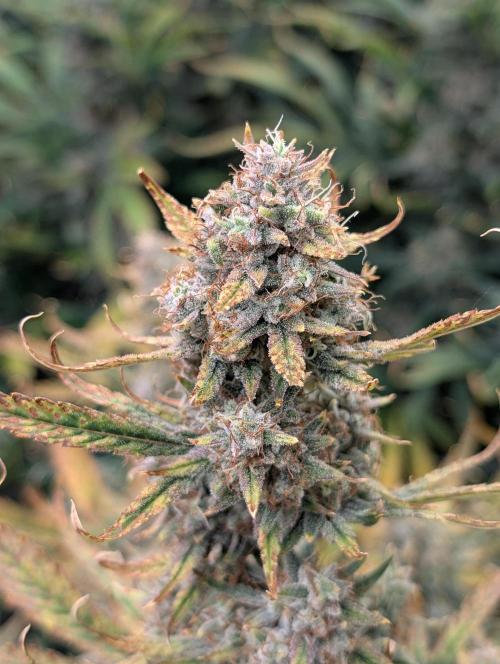 Tasty Blues. Week 9
