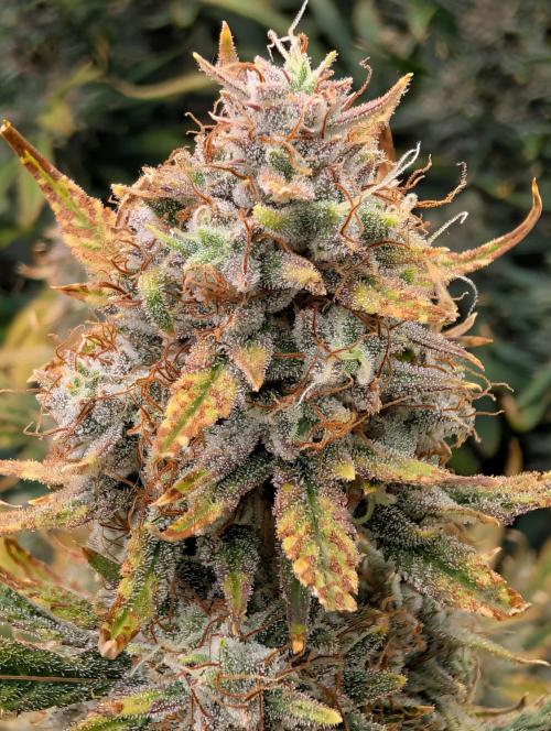 Tasty Blues. Week 9