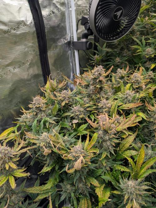 Tasty Blues. Week 9